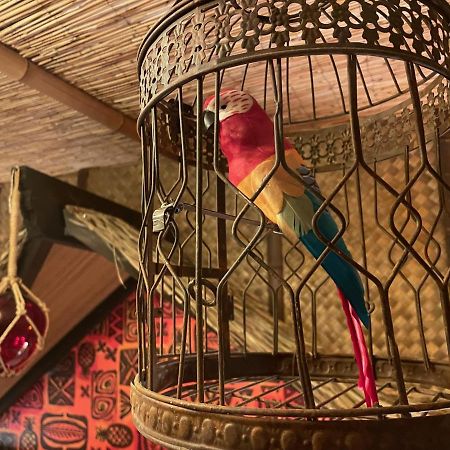 تامبا The Kondo Tiki المظهر الخارجي الصورة